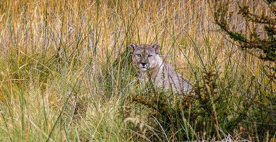 Los Pumas